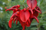 Erythrina flowers